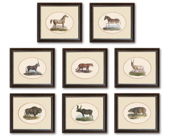 Fitzinger Mammals in Standard Frames