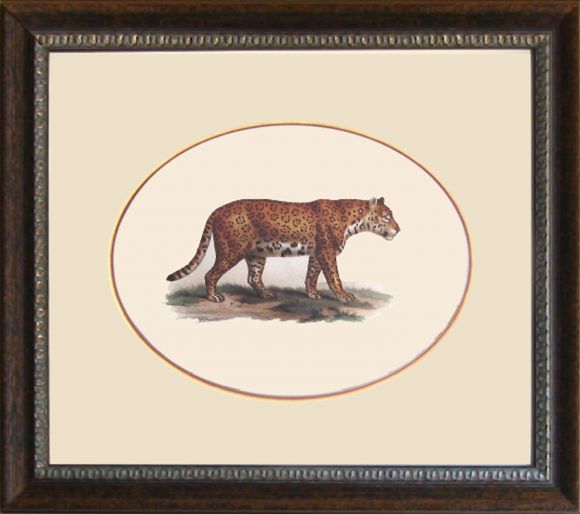 Fitzinger Mammals 01 in a Standard Frame