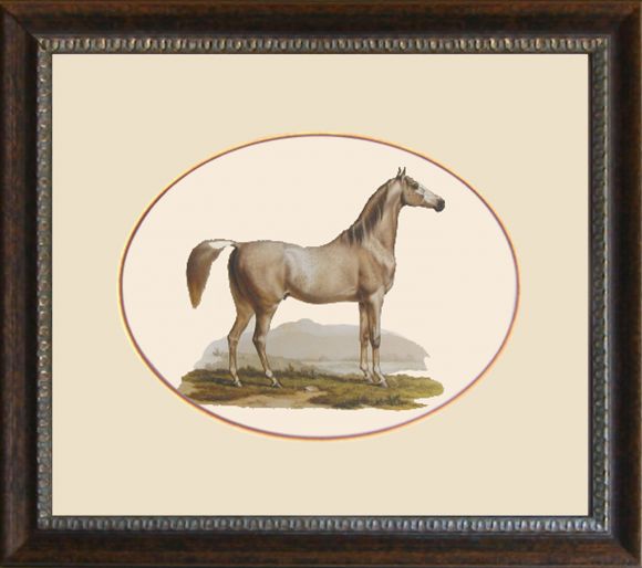 Fitzinger Mammals 03 in a Standard Frame