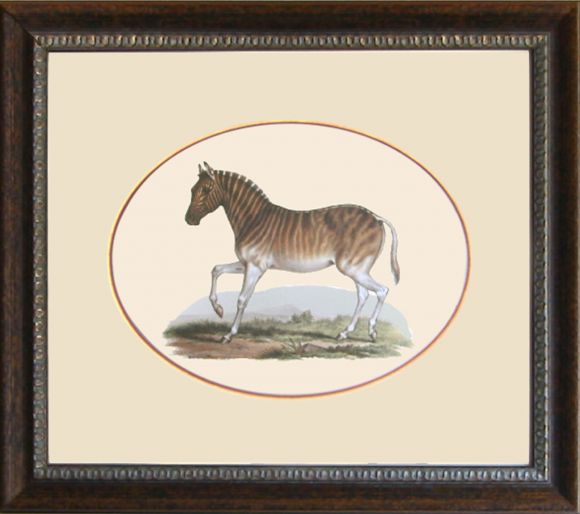 Fitzinger Mammals 04 in a Standard Frame