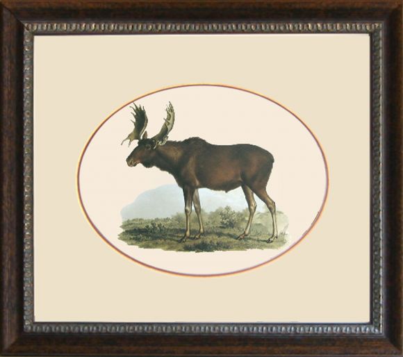 Fitzinger Mammals 05 in a Standard Frame