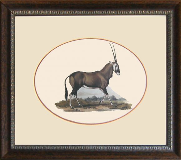 Fitzinger Mammals 06 in a Standard Frame