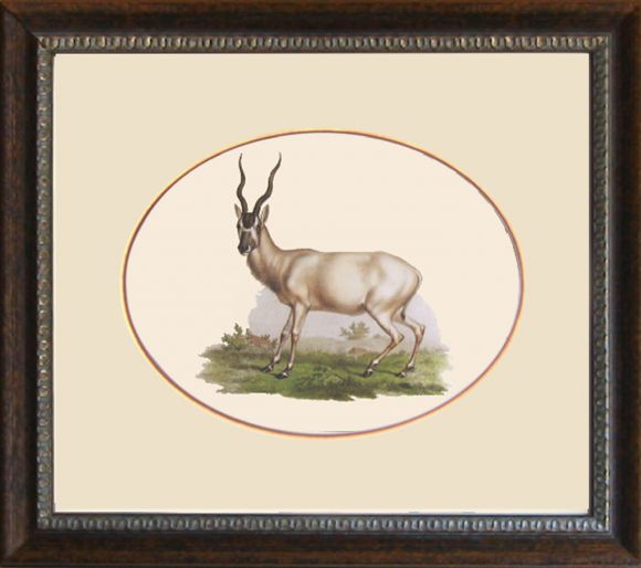 Fitzinger Mammals 07 in a Standard Frame