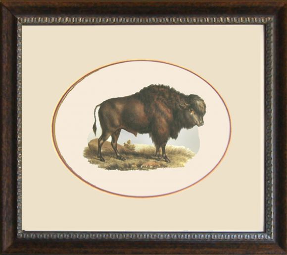 Fitzinger Mammals 08 in a Standard Frame