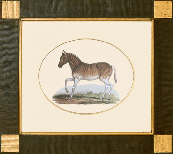 Fitzinger Mammals 04 in a Deluxe Handmade Frame