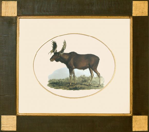 Fitzinger Mammals 05 in a Deluxe Handmade Frame