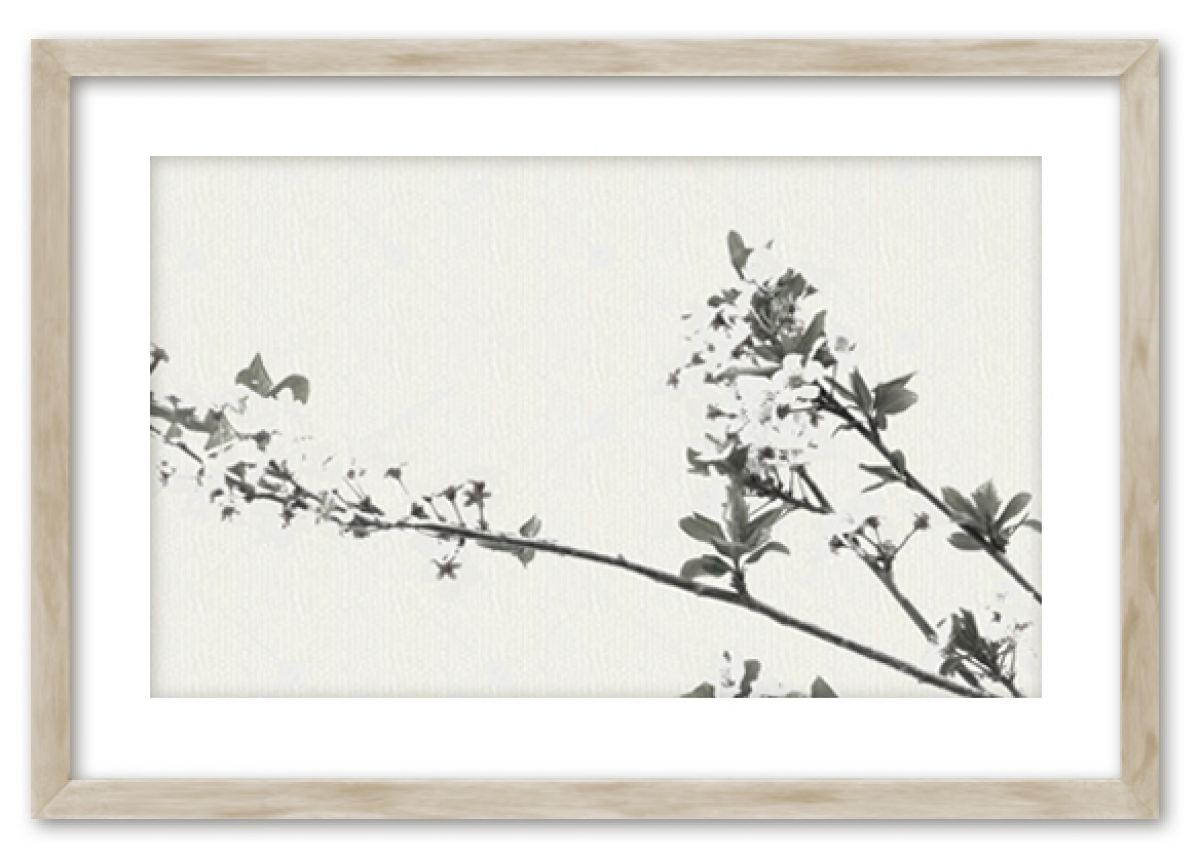 Ravin botanical prints in standard factory frames