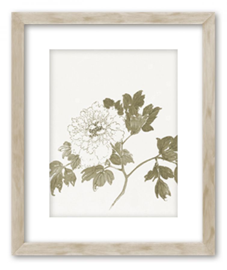 Ravin botanical prints in standard factory frames